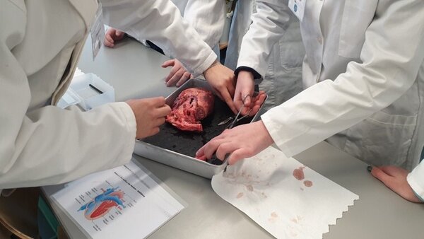 Sch&uuml;lergruppe seziert Schweineherzen