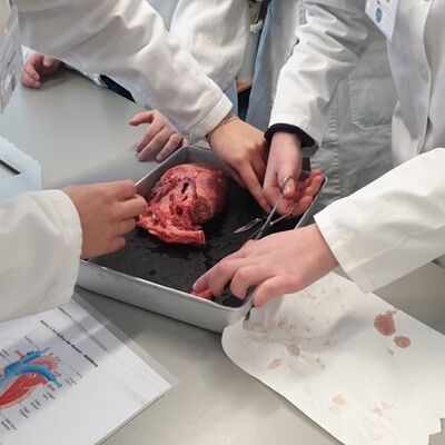 Sch&uuml;lergruppe seziert Schweineherzen