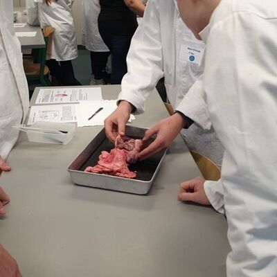 Bild vergr&ouml;&szlig;ern: Sch�lerinnen und Sch�ler sezieren Herzen