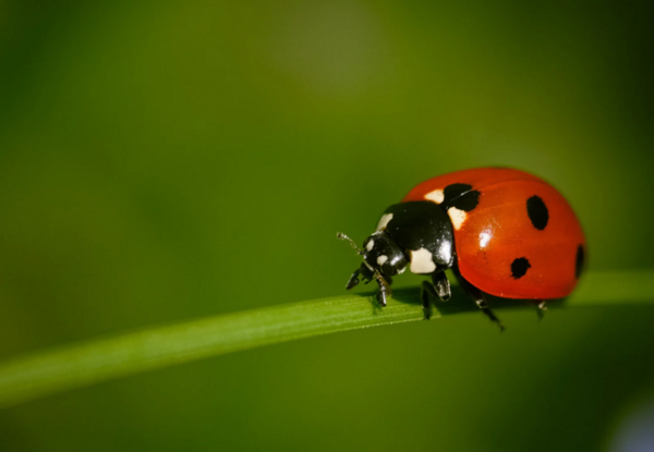 kleiner Marienk&auml;fer 