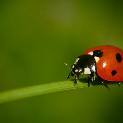 kleiner Marienk&auml;fer 