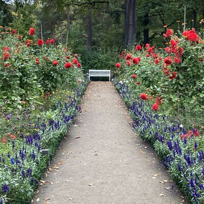 Einsame Bank zwischen Blumen