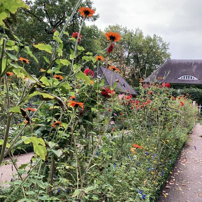 Bild vergr&ouml;&szlig;ern: Blumenmeer und Blick auf Geb�ude